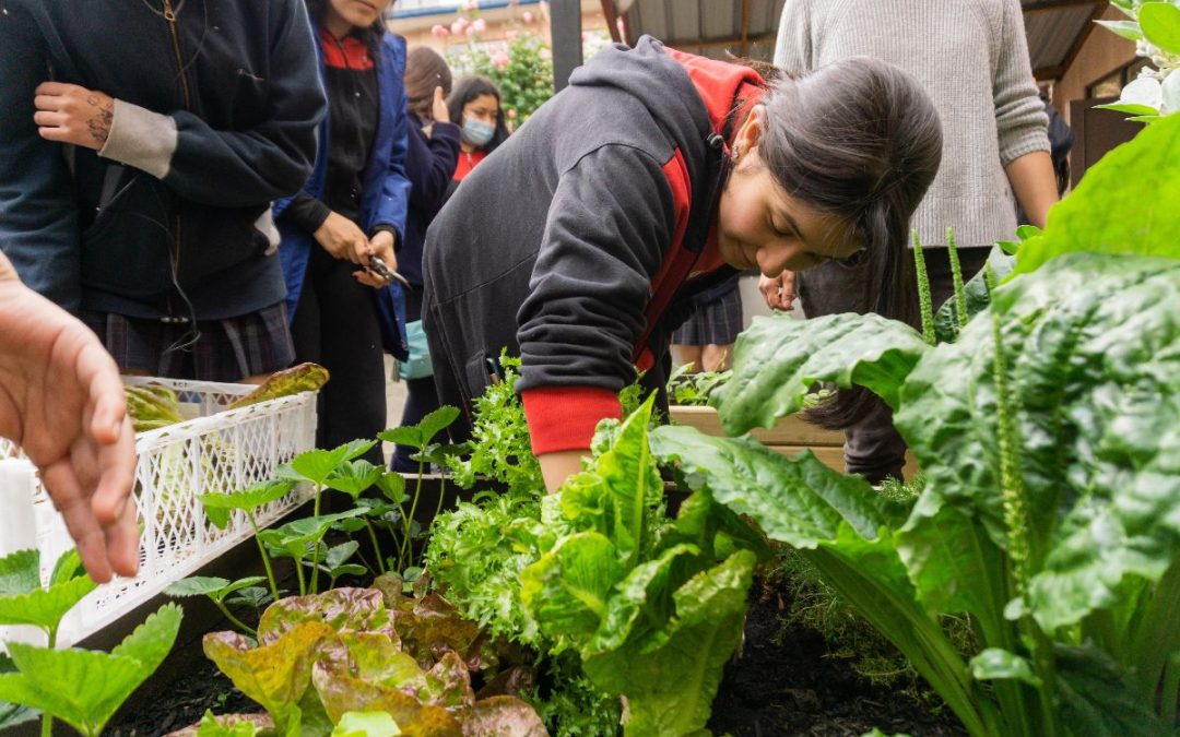 Patio Vivo Cultivable: Enseñando gastronomía sostenible en liceos técnico profesionales